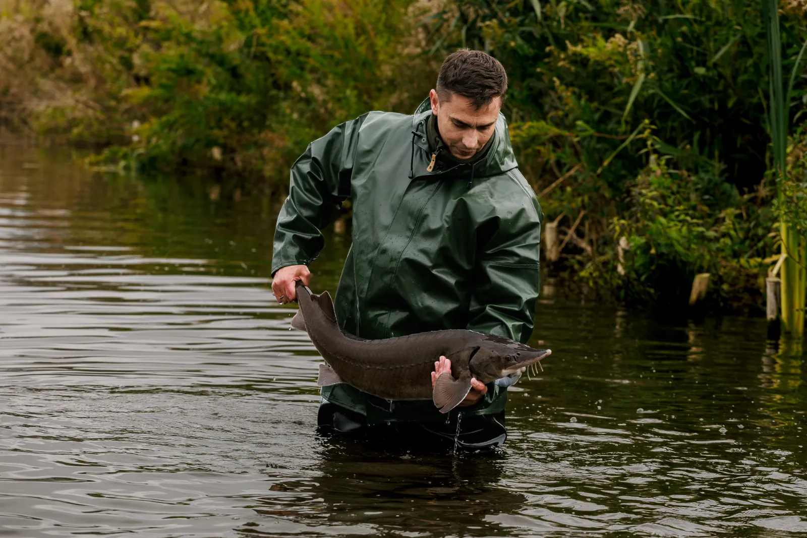 An Antonius farmer holding a sturgeon in the open water